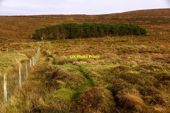 Photo 6"x4" Plantation near Ungirsta, Haroldswick Burrafirth c2017