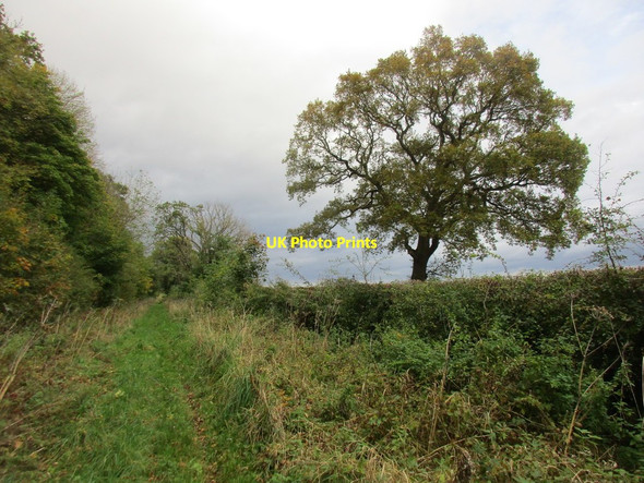 Photo 6"x4" Bridleway (Old Lane) to Riggs Road Ryton\/SE7975 c2017