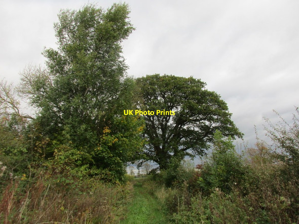 Photo 6"x4" Bridleway (Old Lane) to Riggs Road Ryton\/SE7975 c2017 P1