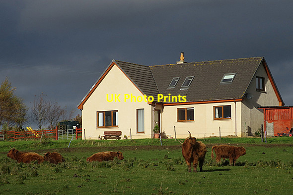 Photo 6"x4" Highland Cattle and a New House Craigellachie\/NJ2844 c2017