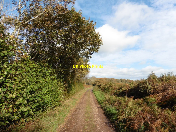 Photo 6"x4" Track on Bampton Down Cove\/SS9519 c2017