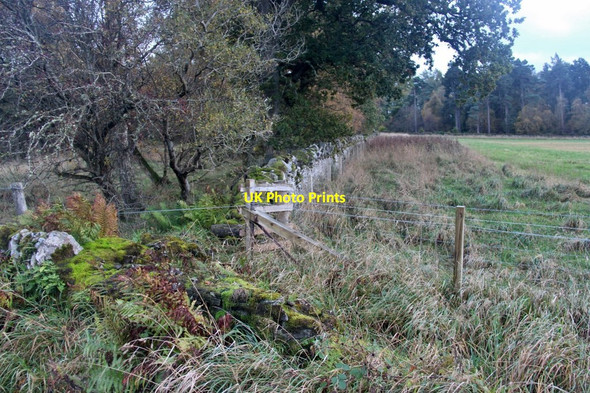 Photo 6"x4" Woodland edge at Campbell's Isle Findo Gask c2017
