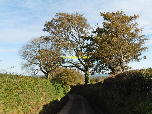 Photo 6"x4" Trees  on Long Lane Tiverton\/SS9512 c2017