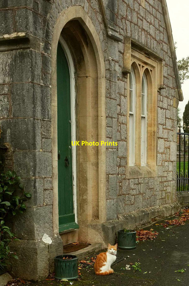 Photo 6"x4" Cemetery cat, Torquay Torquay c2017