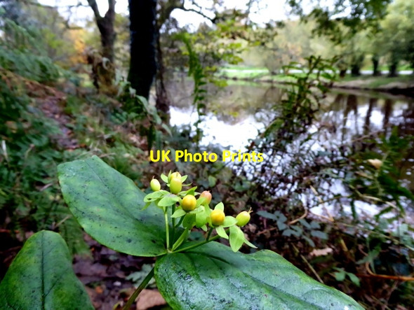 Photo 6"x4" St. John\u00e2\u0080\u0099s Wort Omagh c2017