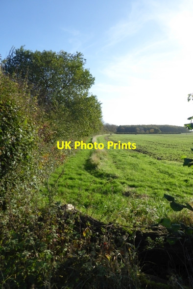 Photo 6"x4" Field boundary beside the B1222 Acaster Selby c2017