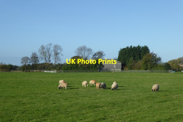 Photo 6"x4" Sheep near Cawood Dawker Hill c2017