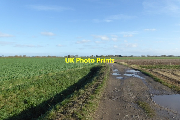 Photo 6"x4" Along Ings Lane Wistow\/SE5935 c2017