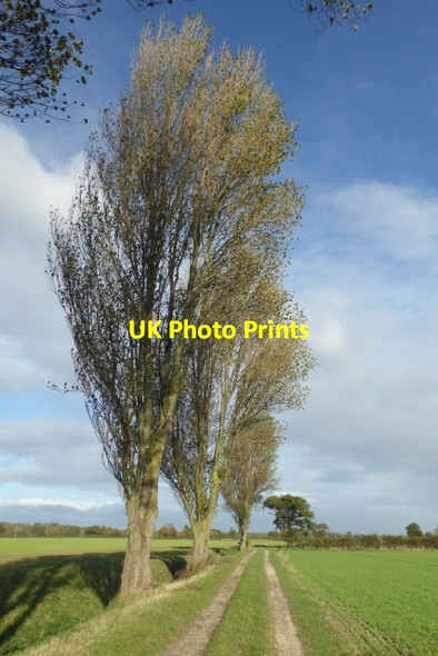 Photo 6"x4" Trees beside Whinny Lane Kelfield\/SE5938 c2017