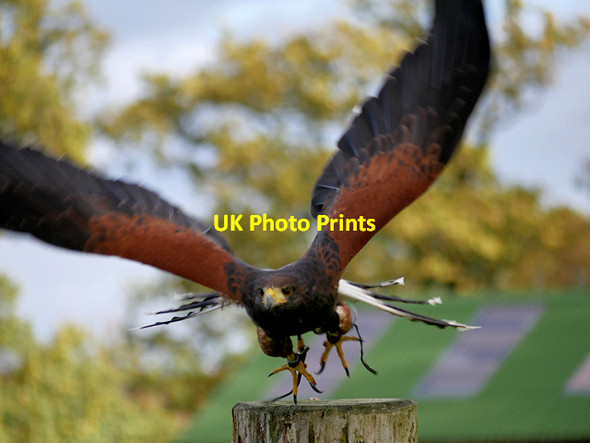 Photo 6"x4" Harris Hawk Taking Off at NCBP, Duncombe Park Helmsley c2017