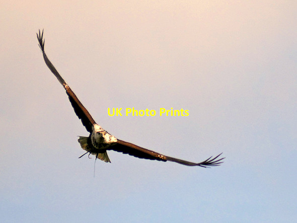 Photo 6"x4" Eagle in Flight at NCBP Helmsley c2017