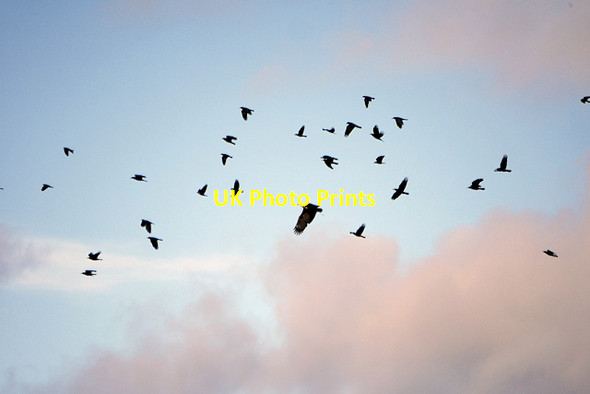 Photo 6"x4" Eagle Mobbed by Crows Helmsley c2017