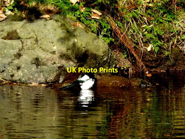 Photo 6"x4" Magpie has a dip and a preen, Campsie Omagh c2017