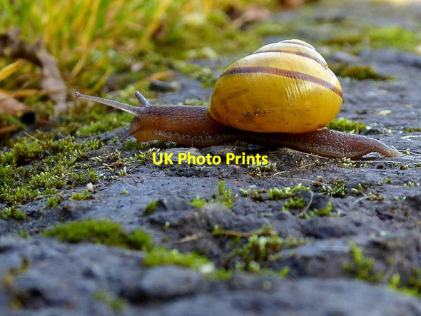 Photo 6"x4" Snail, Mullaghmore Omagh c2017