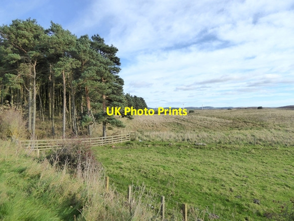 Photo 6"x4" Scots Pines at Ford Common Ford Hill\/NT9537 c2017