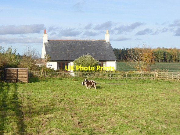 Photo 6"x4" Cottage and Jacob sheep at Barmoor Ridge Bowsden c2017