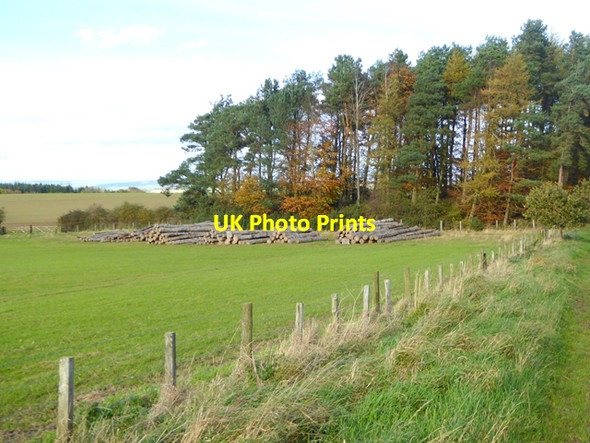 Photo 6"x4" Log piles at Pond Wood Bowsden c2017