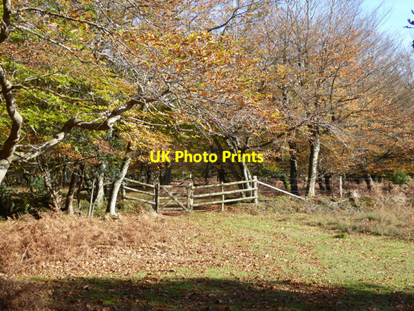 Photo 6"x4" Gate into Holmhill Inclosure, New Forest Newtown\/SU2710 c2017