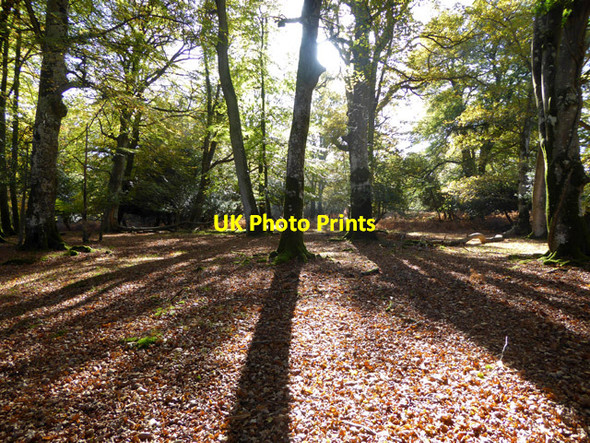 Photo 6"x4" Woodland shadows, New Forest Bank\/SU2807 c2017