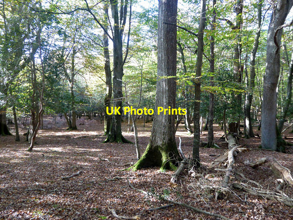 Photo 6"x4" Woodland, New Forest Balmerlawn c2017