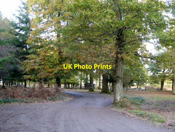 Photo 6"x4" Near Wilverley car parks, New Forest Mead End\/SZ2698 c2017