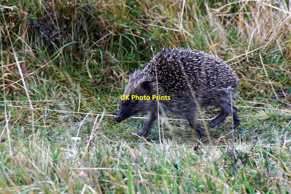 Photo 6"x4" Running Hedgehog (Erinaceus europaeus), Nikkavord Lea, Baltasound Baliasta\/HP6009 c2017