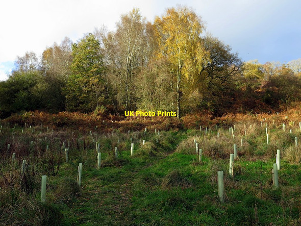 Photo 6"x4" New woodland near Cald Beck Newlands\/NY3439 c2017