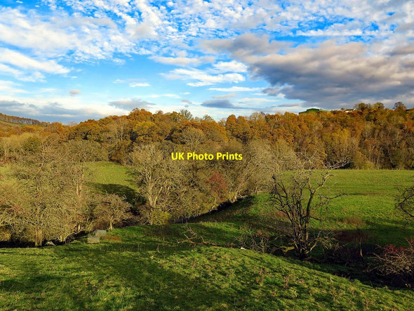 Photo 6"x4" Woodland along River Caldew near Newlands Newlands\/NY3439 c2017