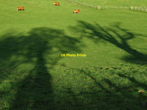 Photo 6"x4" Lengthening shadows Caldbeck c2017