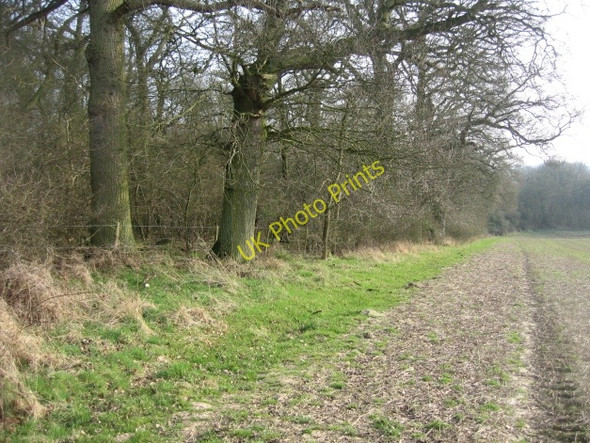 Photo 6"x4" Typical woodland \/ field boundary Church End\/SU6756 c2009
