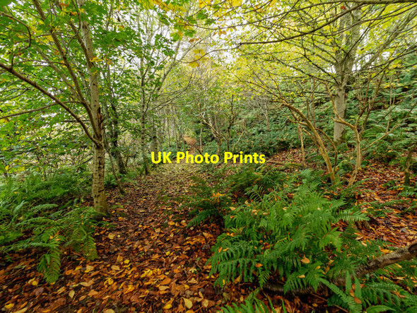 Photo 6"x4" Path from Easterton Fisherton\/NH7451 c2017