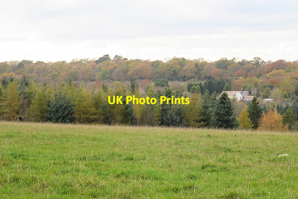 Photo 6"x4" Field near Buteland House Newlands\/NT1165 c2017