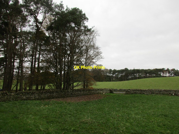 Photo 6"x4" Small plantation between two roads Hallyne c2017