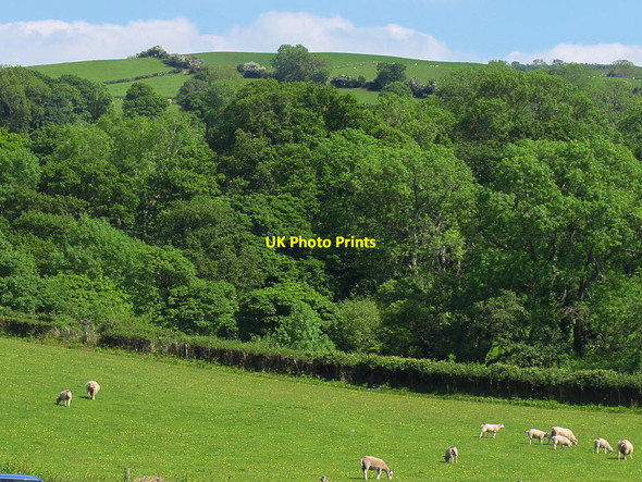 Photo 6"x4" Sheep near Ffordd Bodnant Uchaf Brymbo\/SH8071 c2017
