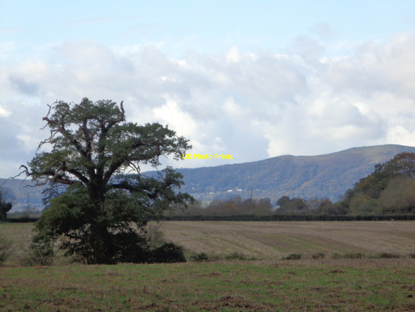 Photo 6"x4" Tree in Croome Park with the Malverns behind High Green\/SO8745 c2017