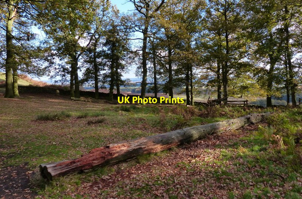 Photo 6"x4" Old John Wood at Bradgate Park Newtown Linford\/SK5110 c2017