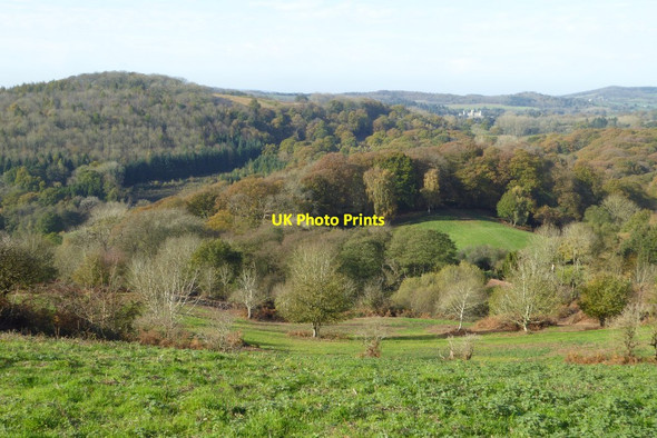 Photo 6"x4" Woodland at Eastnor Chase End Street c2017