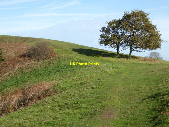 Photo 6"x4" Trees on Chase End Hill Whiteleaved Oak c2017