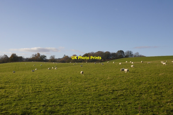 Photo 6"x4" A field of sheep Ruskie c2017