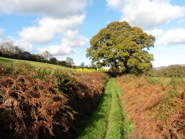Photo 6"x4" Track to Three Ash Cross Ford\/ST2403 c2017
