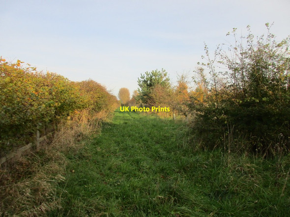 Photo 6"x4" New plantation and verge Great Hatfield c2017