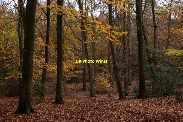 Photo 6"x4" Beech woodland in Alice Holt Forest Batt's Corner c2017