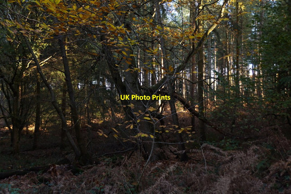 Photo 6"x4" Woodland in Alice Holt Forest Batt's Corner c2017