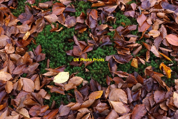 Photo 6"x4" Sphagnum and fallen beech leaves, Alice Holt Forest Batt's Corner c2017