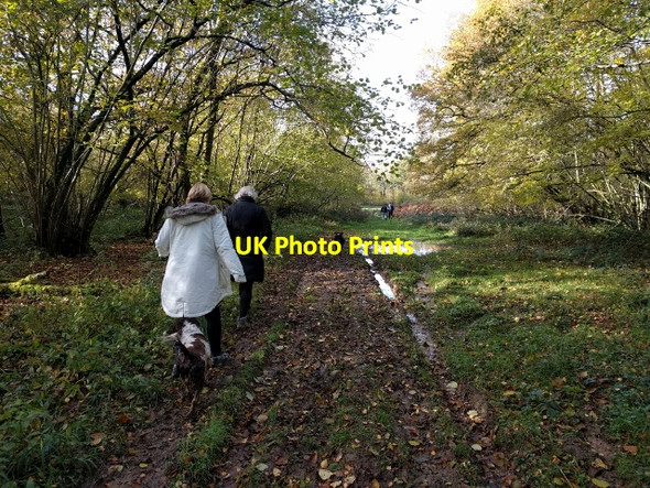 Photo 6"x4" Wet track through the woods, heading for East Stratton East Stratton c2017