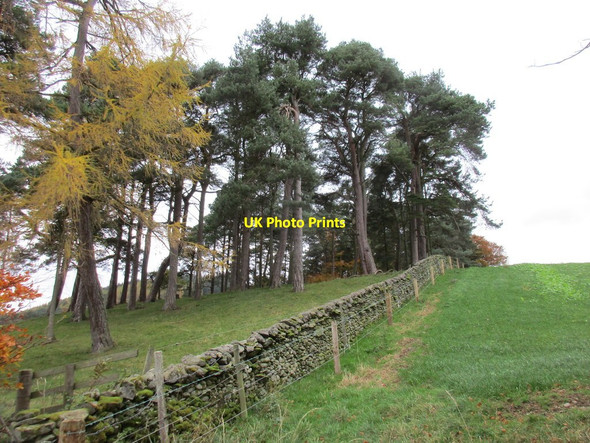 Photo 6"x4" Trees below Kerr's Knowe Stobo c2017