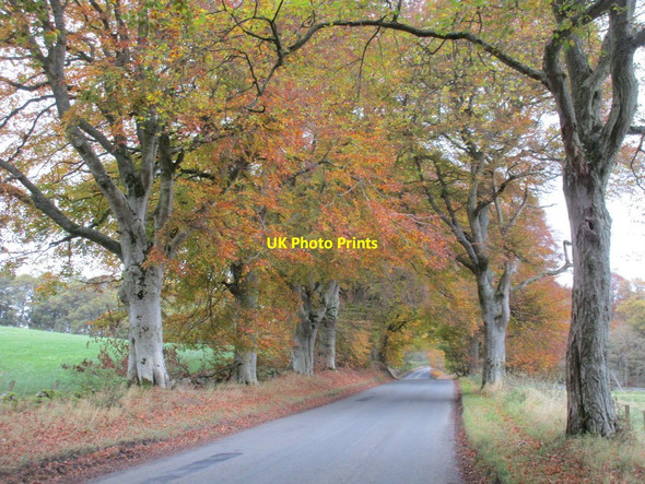Photo 6"x4" Avenue of beech trees, Stobo Haswellsykes c2017