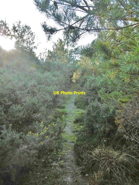 Photo 6"x4" East Holme, bridleway Wareham c2017