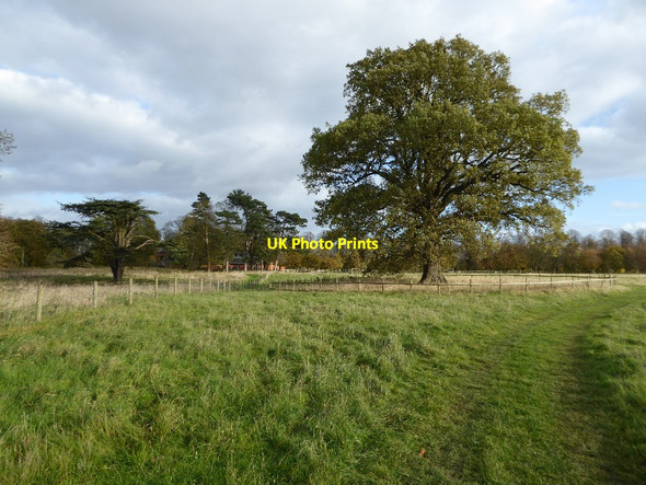 Photo 6"x4" Oak tree in Coombe Country Park Binley Woods c2017