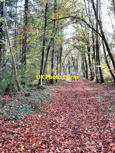 Photo 6"x4" Forest Figures Durrow c2017